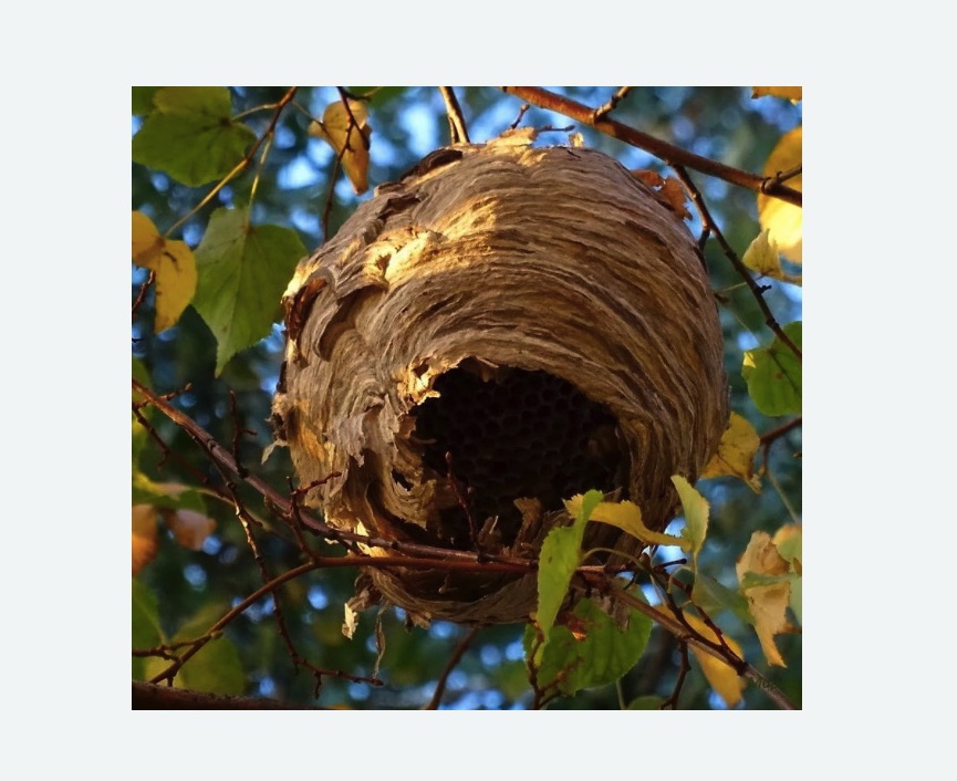 Обработка от шершней в Чайковском