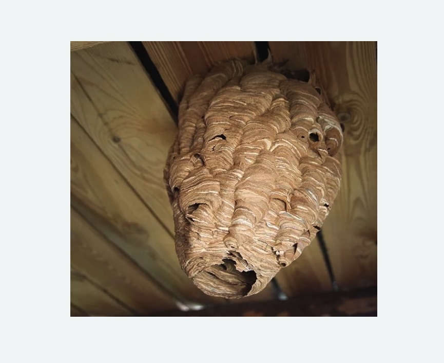 обработка от шершней в Чайковском