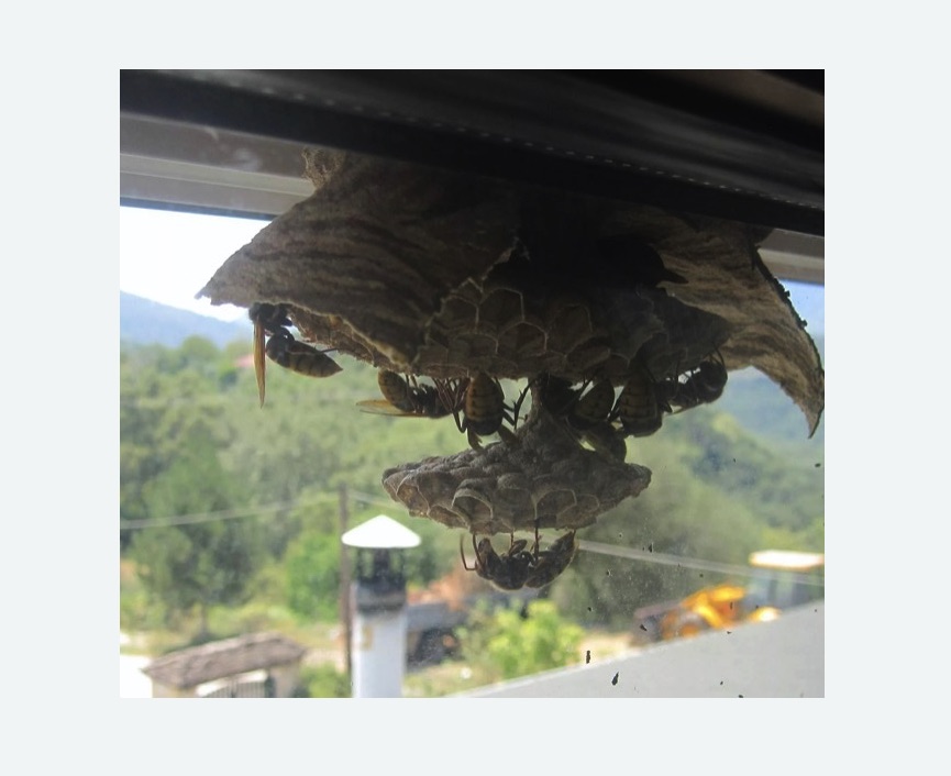 Уничтожение гнёзд шершней в Чайковском