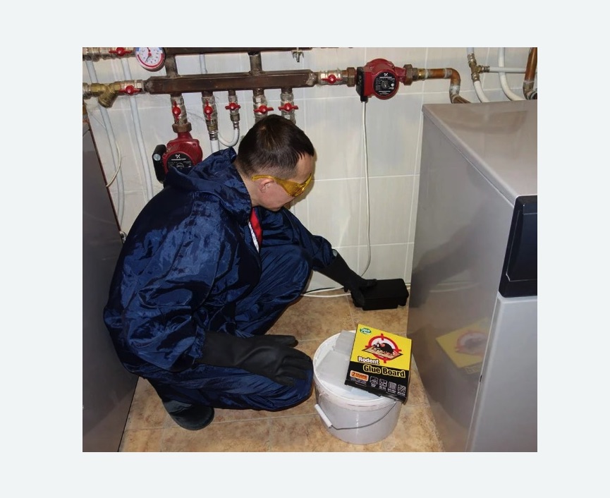 Уничтожение крыс в Чайковском