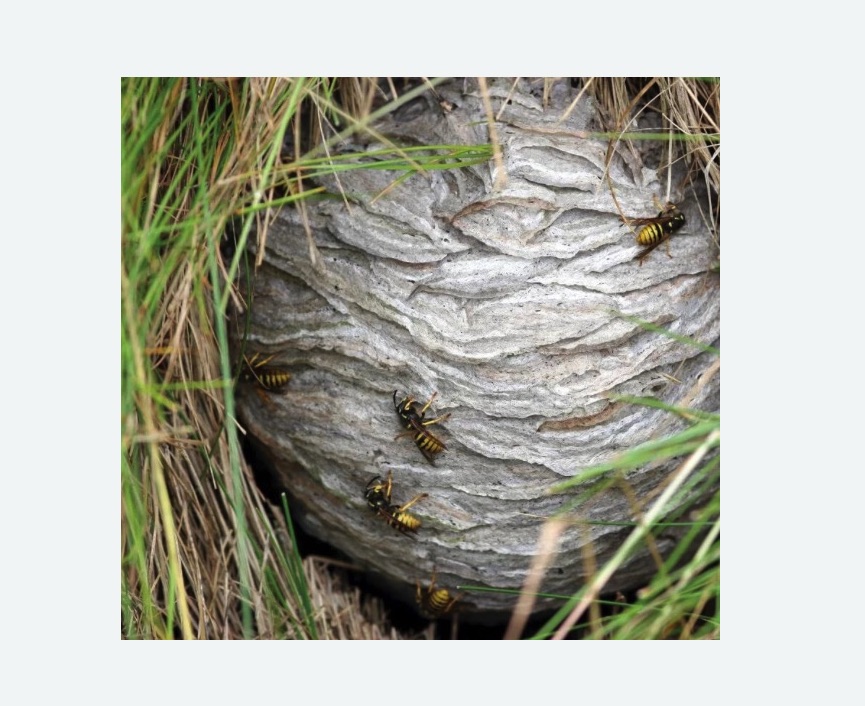 Уничтожение ос и ульев в Чайковском